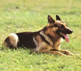 Adestramento de cães em Foz do Iguaçu