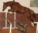 Haras e Hípicas em Foz do Iguaçu