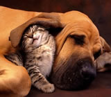 Hotéis para Cães e Gatos em Foz do Iguaçu